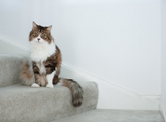 cat on stairs