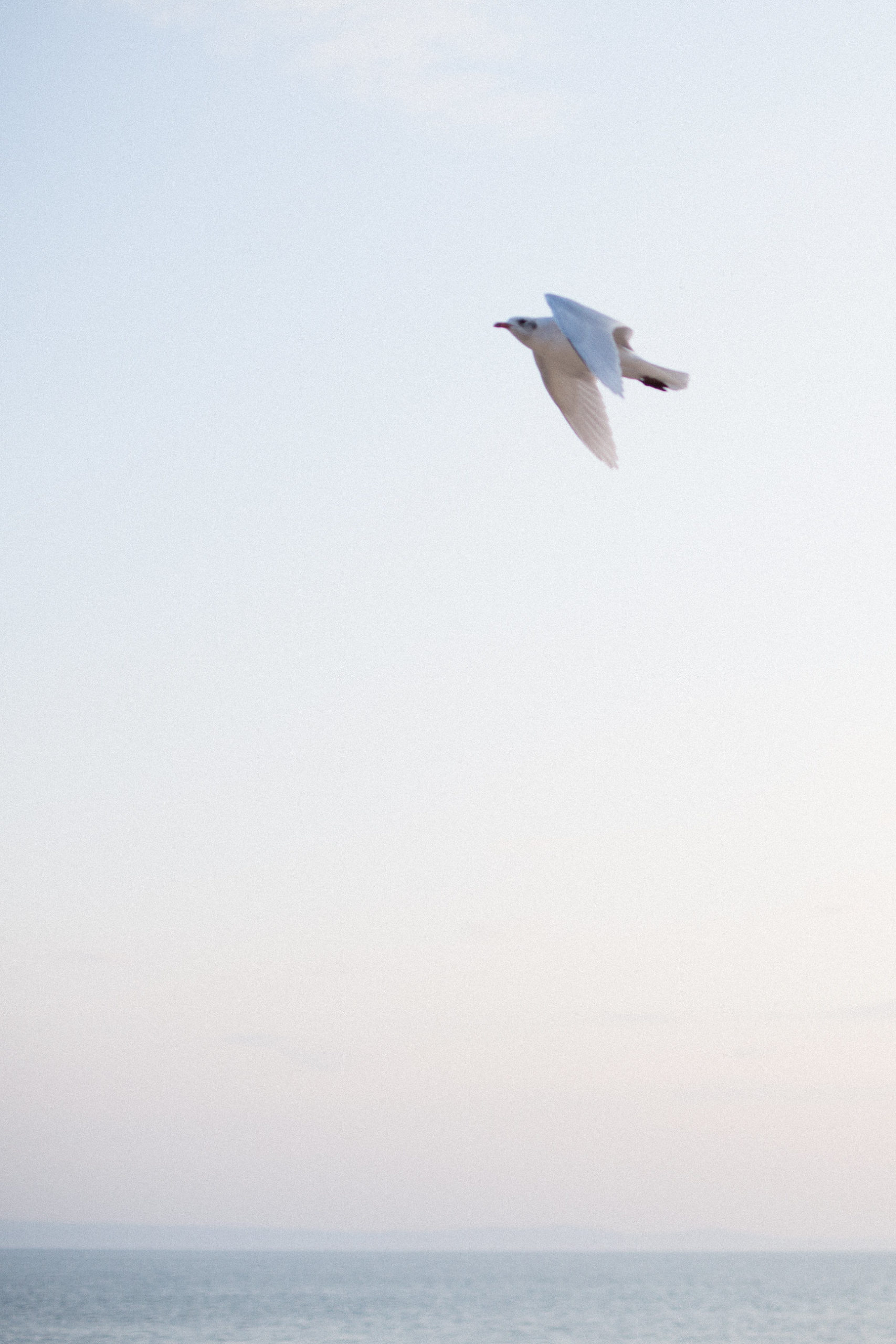 Gull flying at sunset styled stock photography