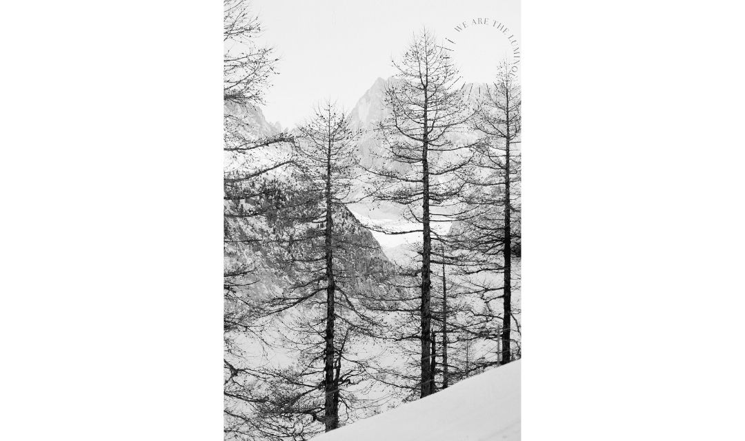 black and white image of pine trees