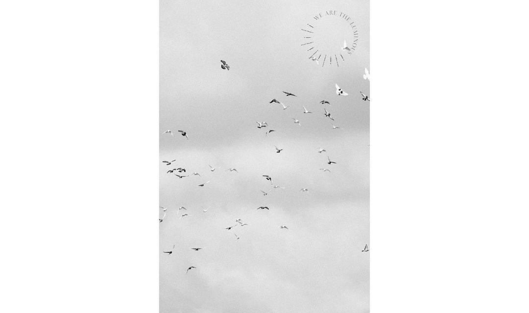 black and white image of birds flying