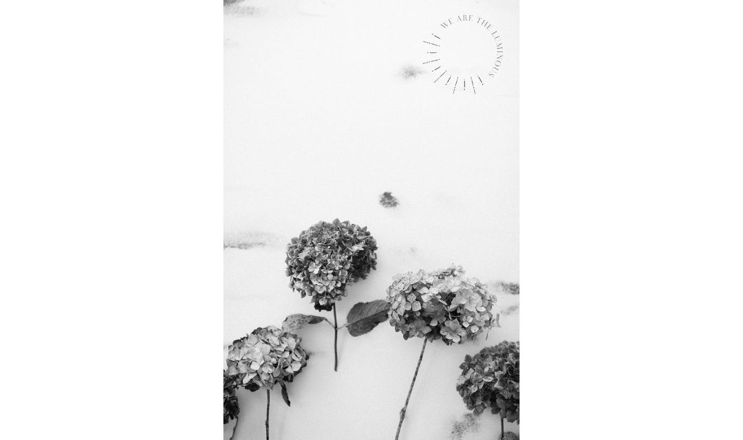 black and white hydrangeas