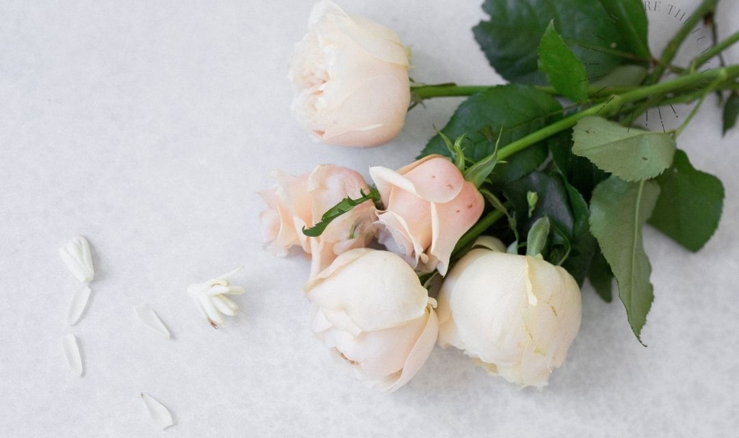 pink roses stock photo
