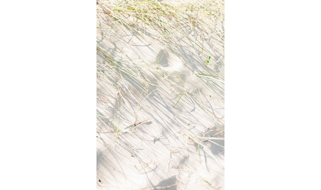 grass shadows in sand dunes