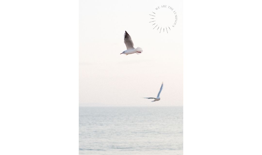 guls flying stock photography