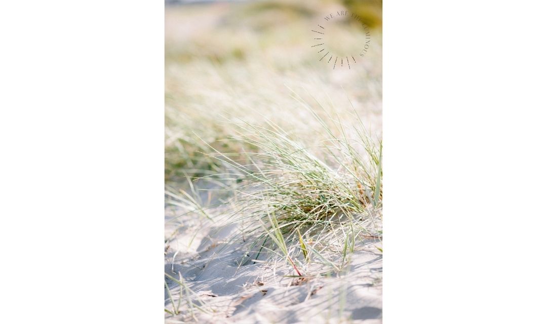 grass on sand dunes stock photo