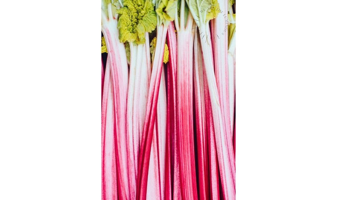 rhubarb stock image