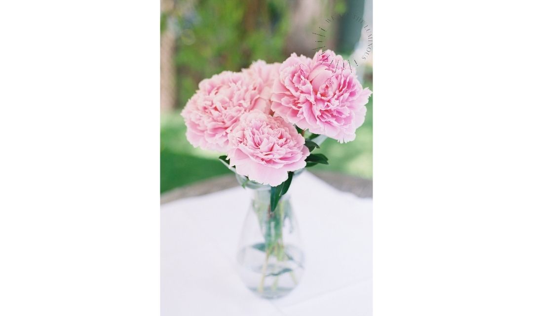 pink peonies
