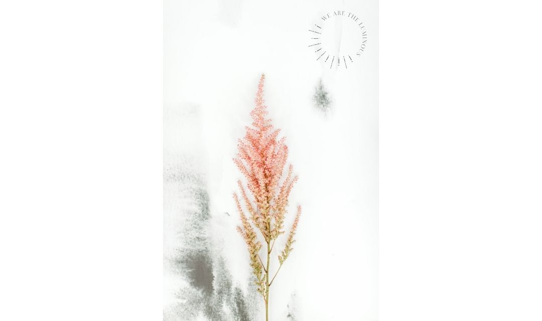 pink flower