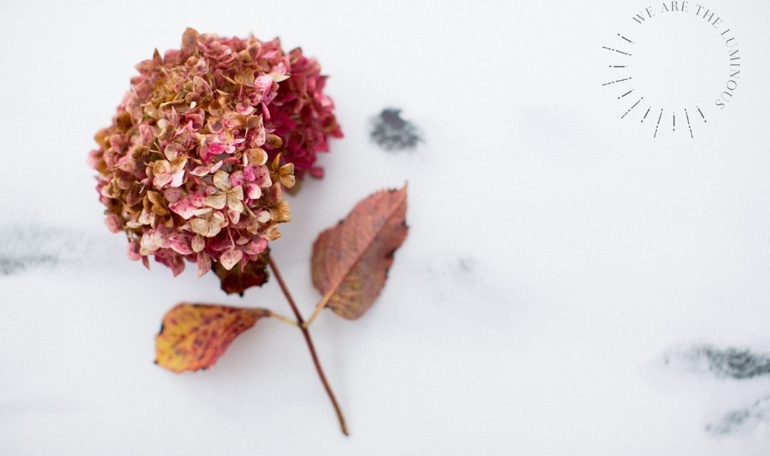 pink hydrangea