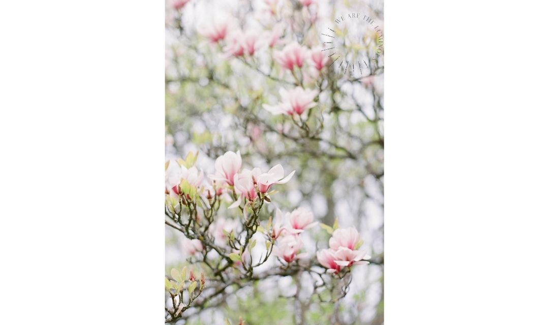 pink magnolia stock photography