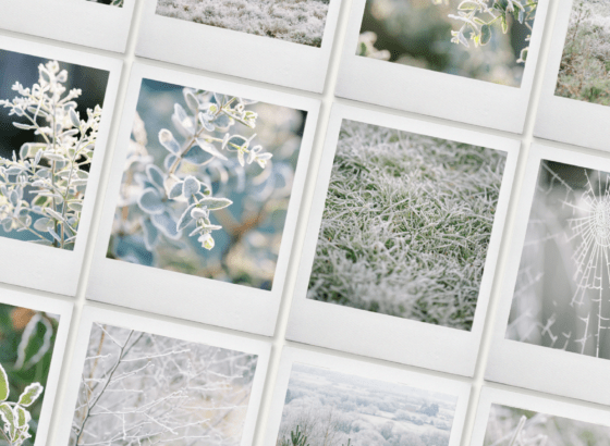 frost stock photography