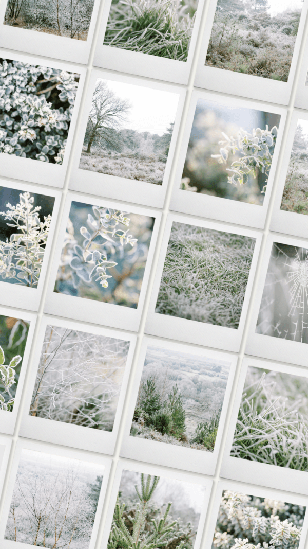 frost stock photography