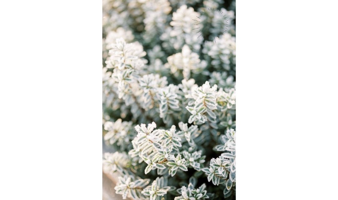 frosty leaves