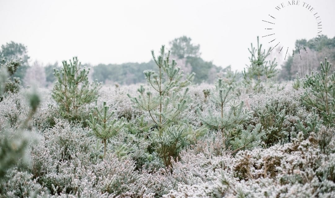 frosty forest