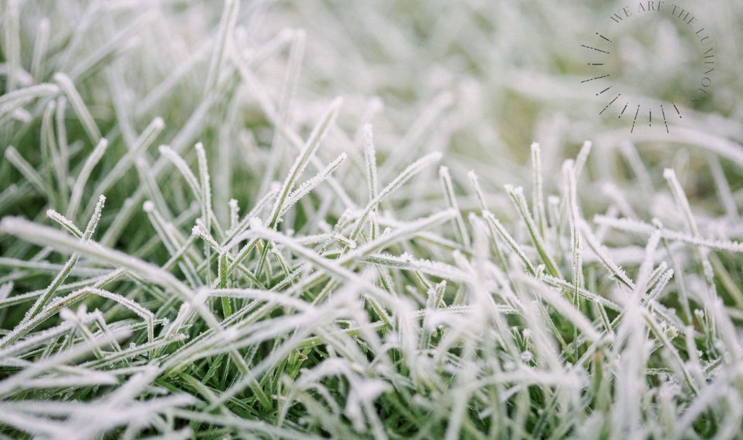 frost covered grass