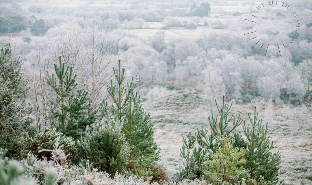 frosty pine trees