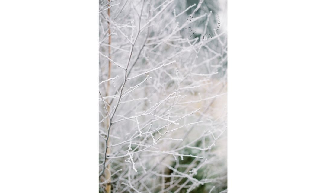 frosty branches