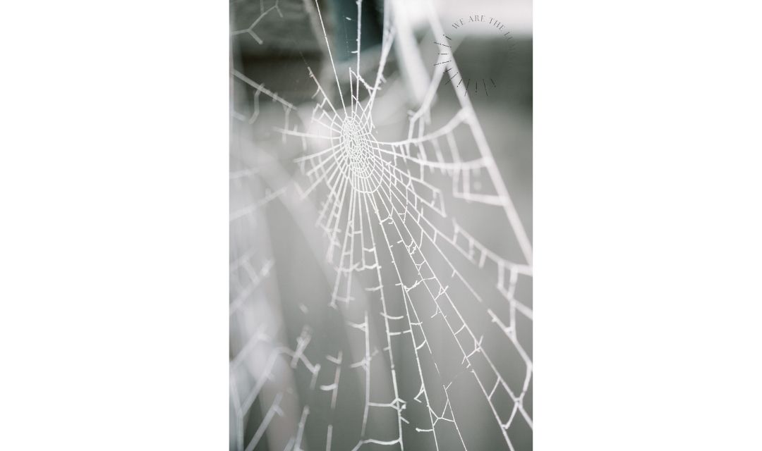 frosty spidersweb