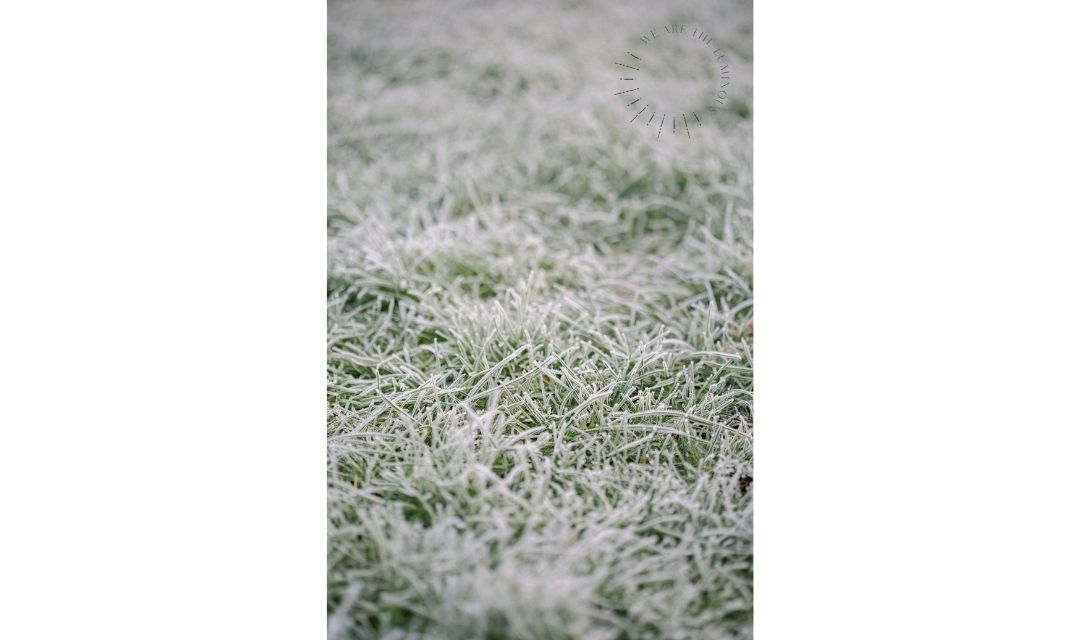 frost covered grass