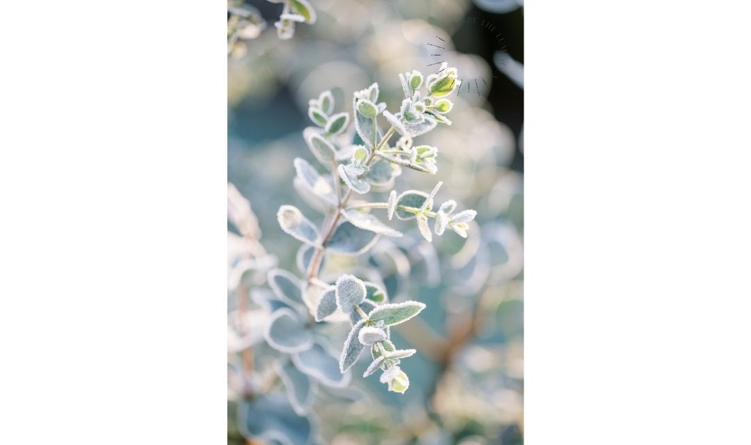 frosty leaves