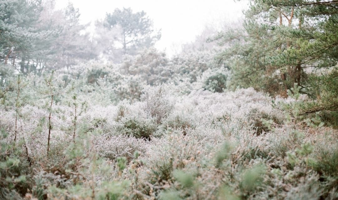 frost covered forest