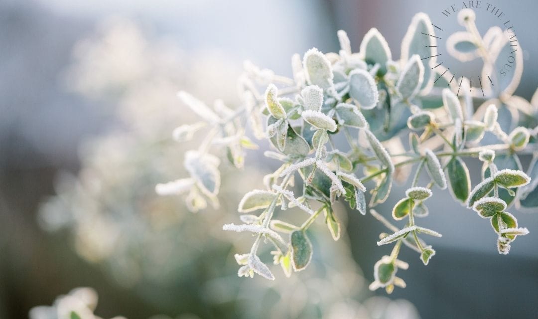 frosty leaves