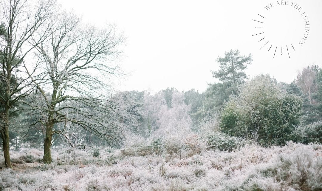 frost covered forest