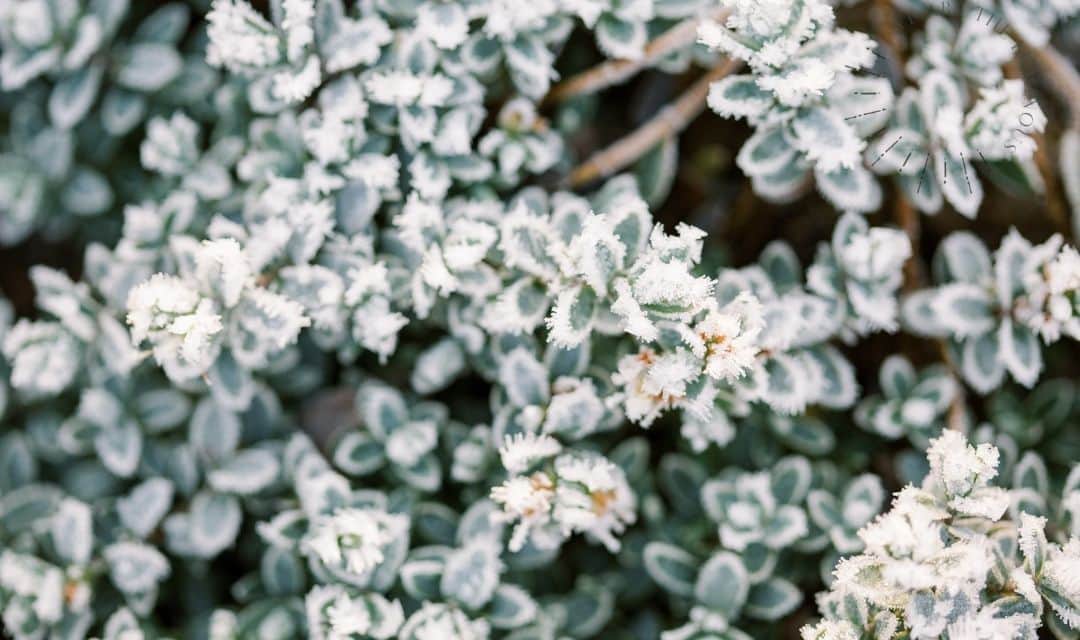 frosty leaves