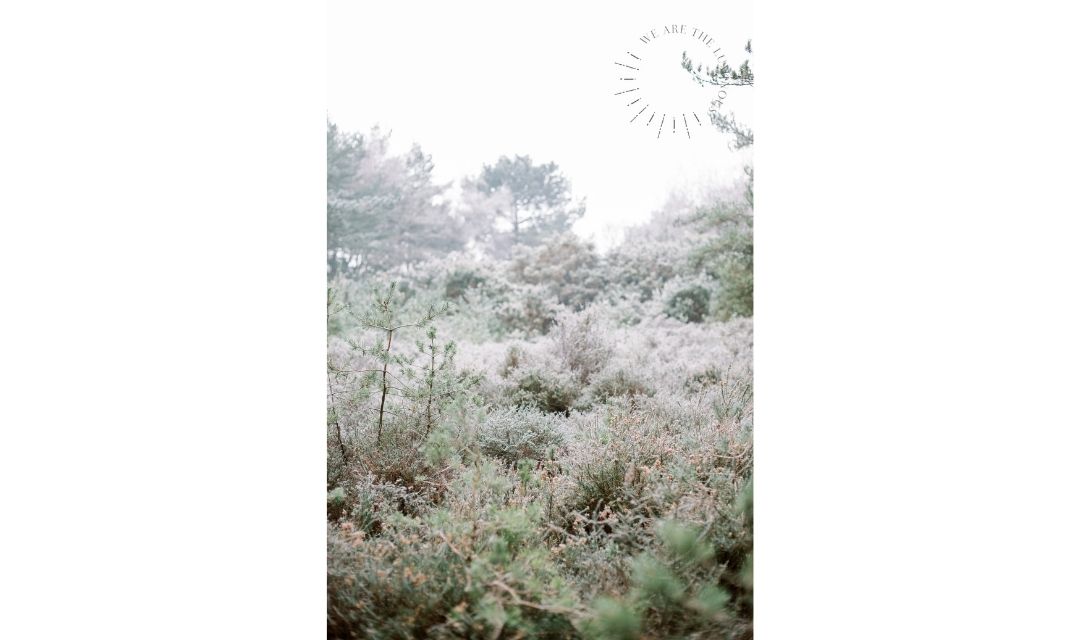 frosty forest