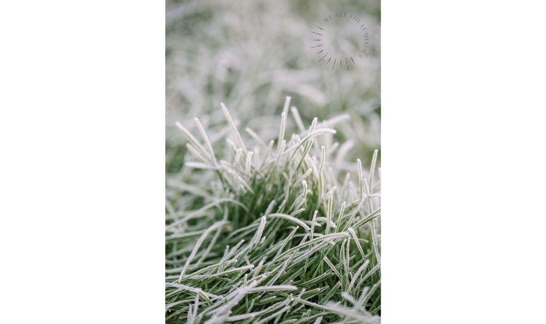 frost covered grass