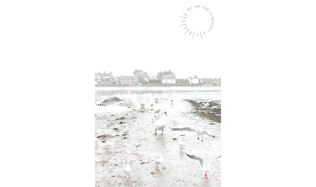 gulls and swans in harbour
