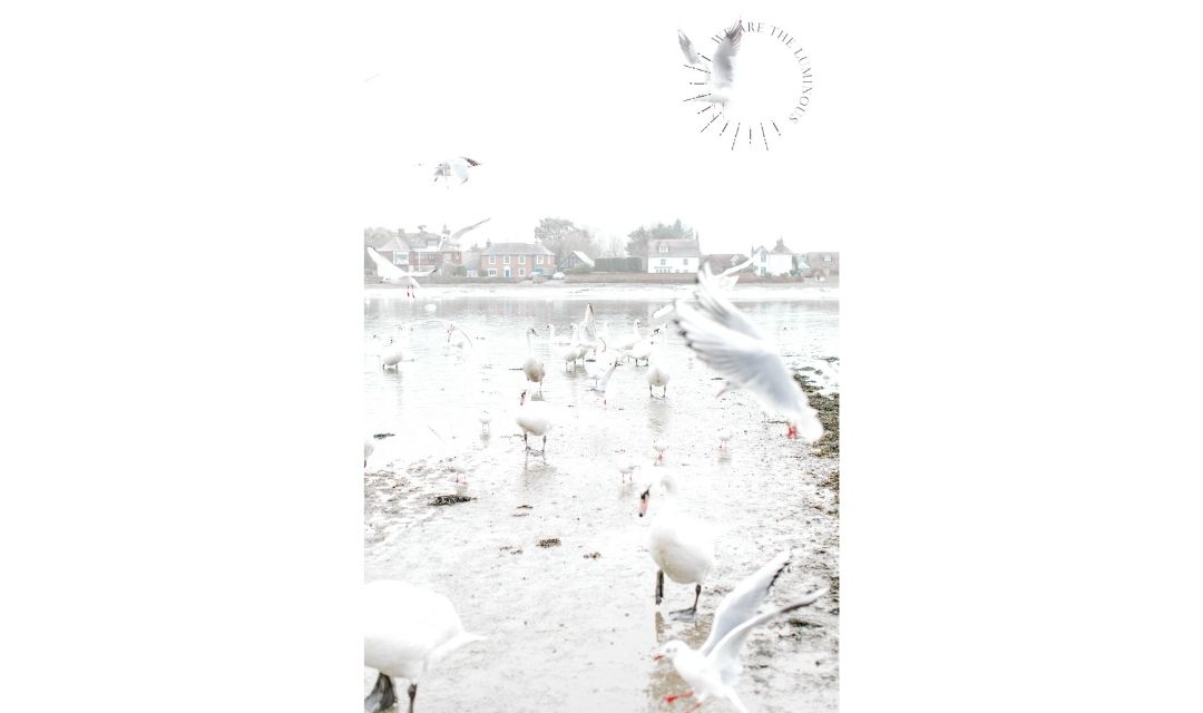 gulls and swans in harbour
