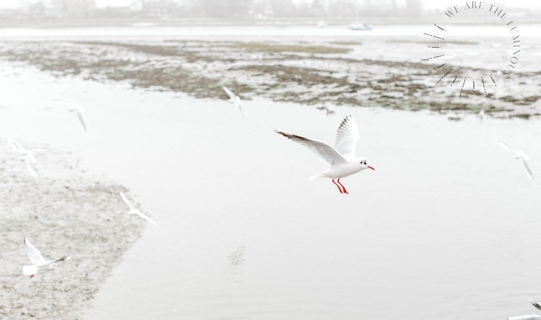 gull flying on winter day