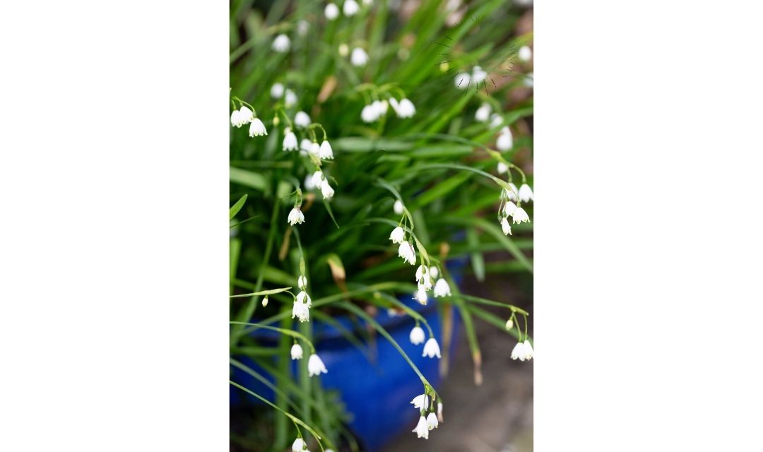 Gardening stock photo