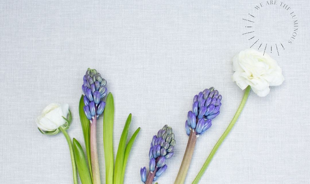 Spring flower stock photo