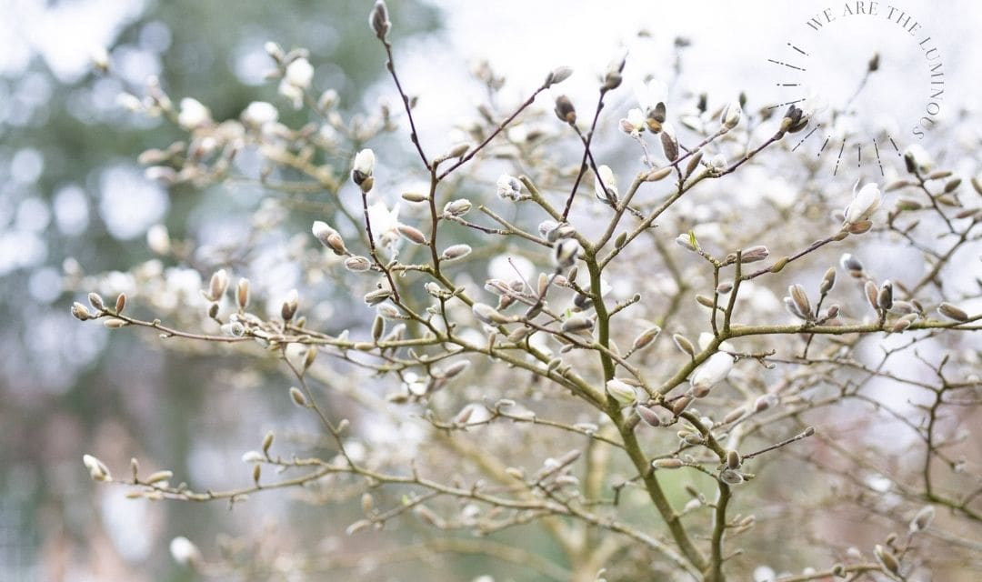 Magnolia tree