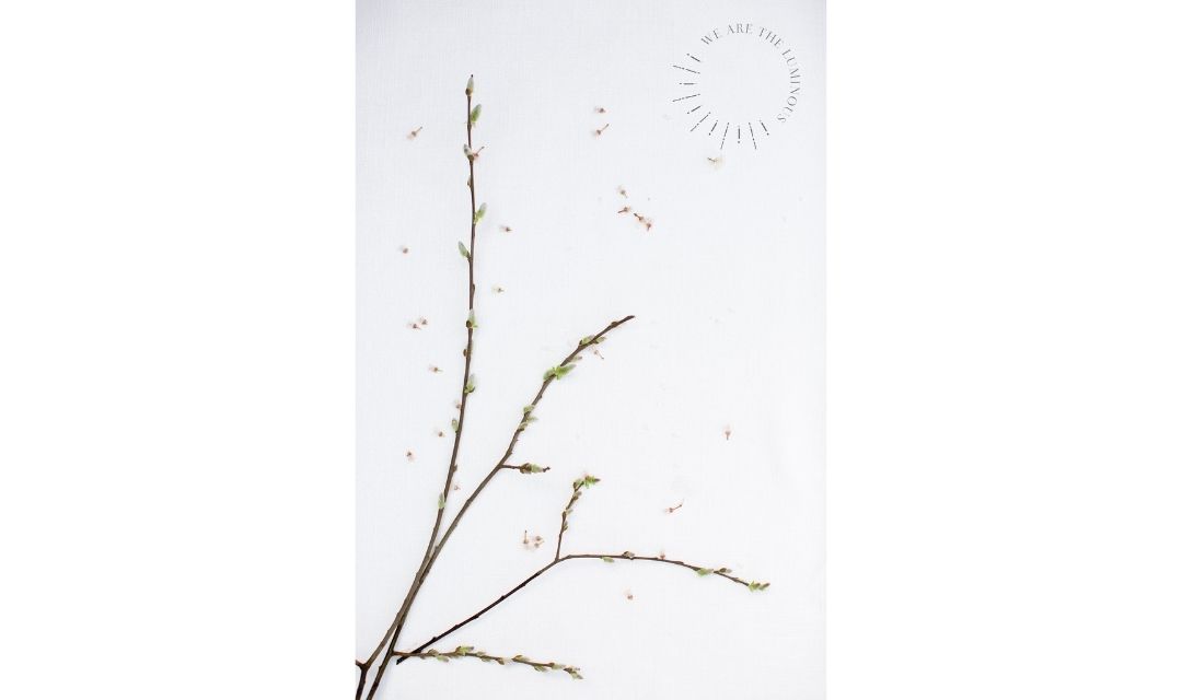Blossom stock photography