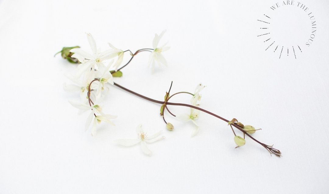 Blossom stock photography