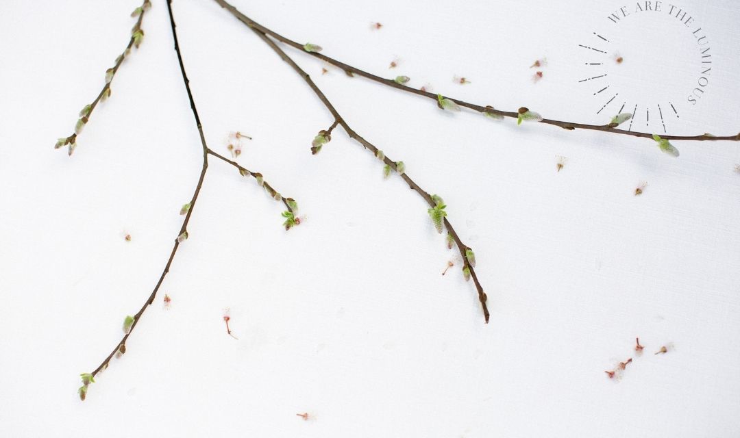 Blossom stock photography
