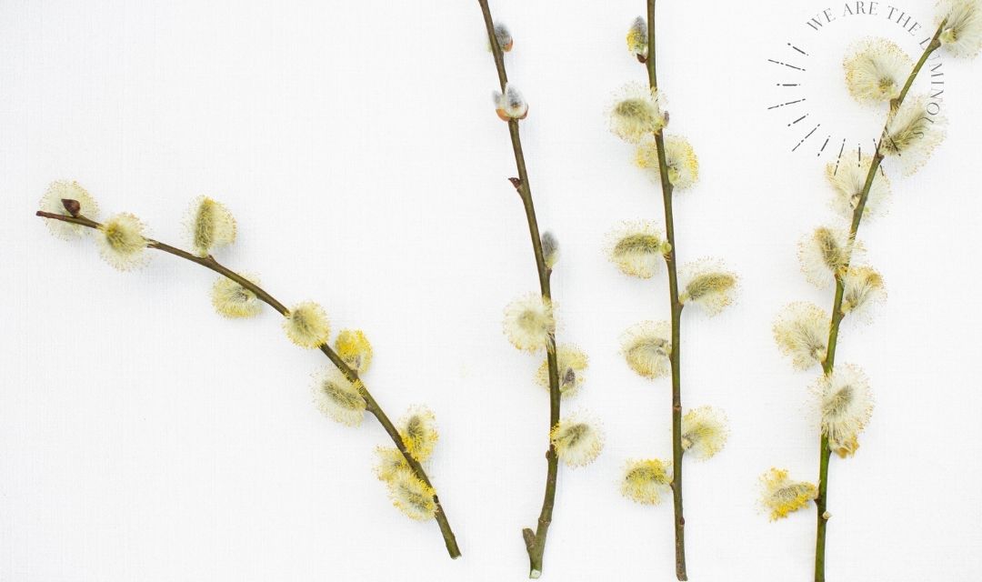 Spring flower stock photo
